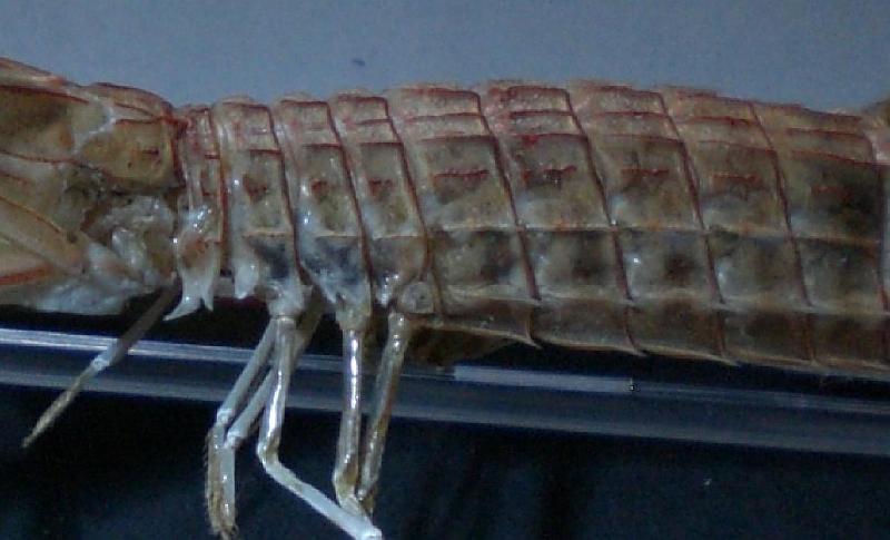 Visaya lira T.F.C. TS and AS lateral view.jpg